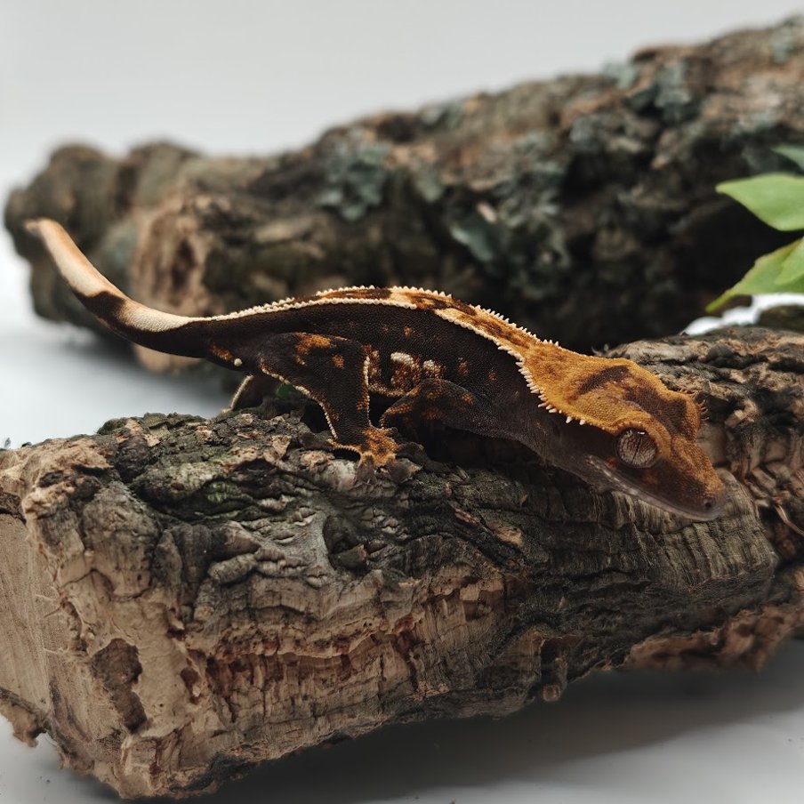 Gekon orzęsiony Axanthic NN - HetAxa1
