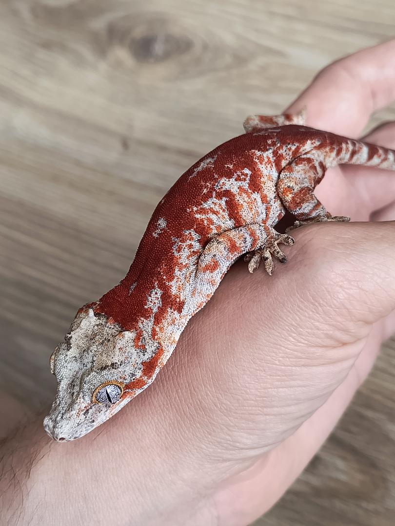 Gecko Sizo