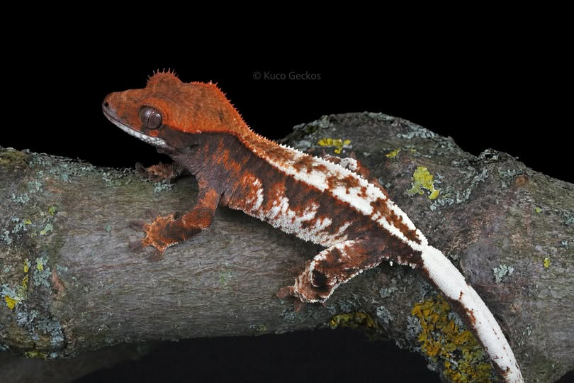Kuco Geckos