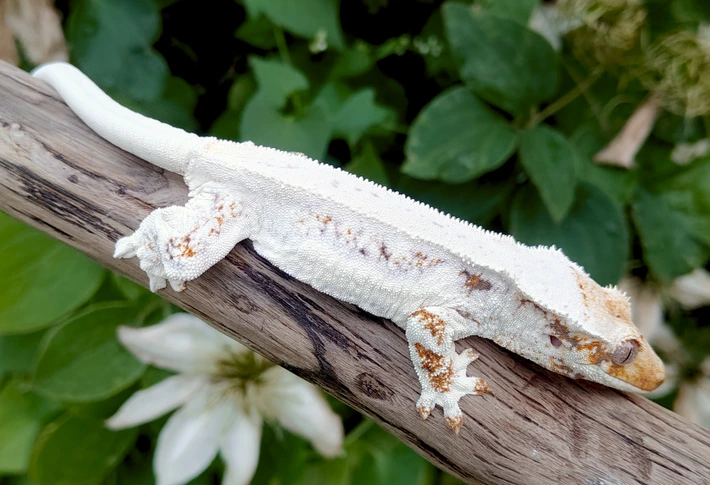 Lazy Dragon