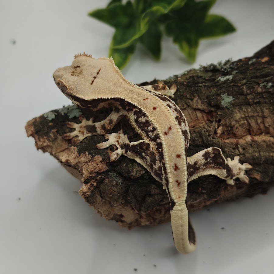 Gekon orzęsiony Lilly White NN - LW4