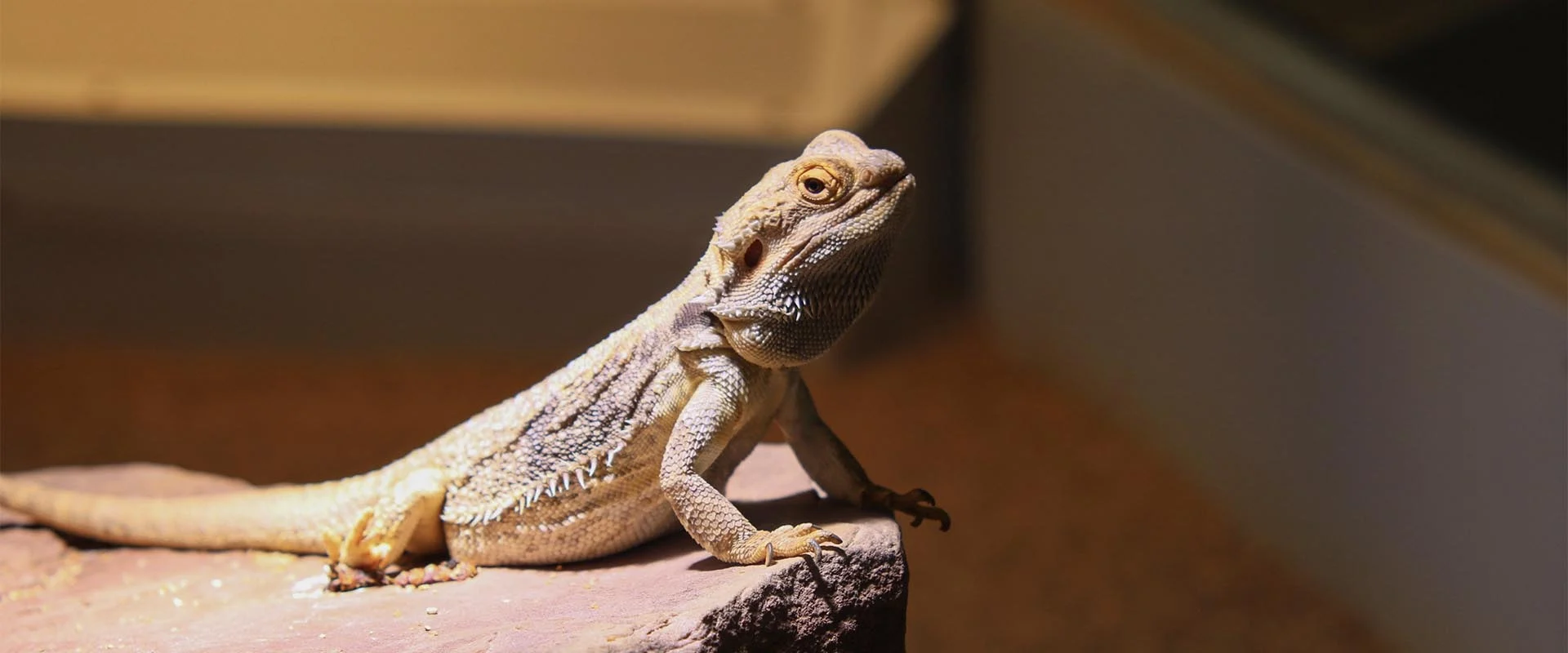 Agama brodata