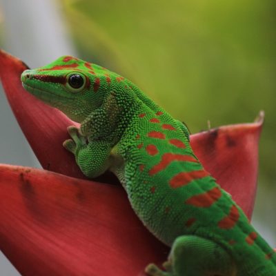 Felsuma madagaskarska