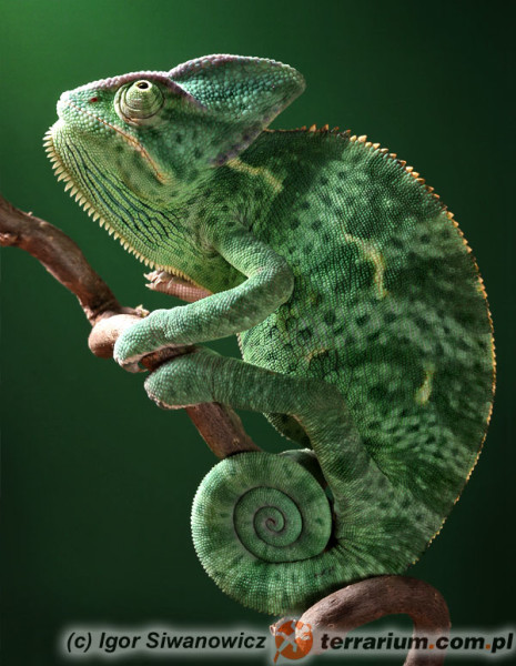 Kameleon jemeński