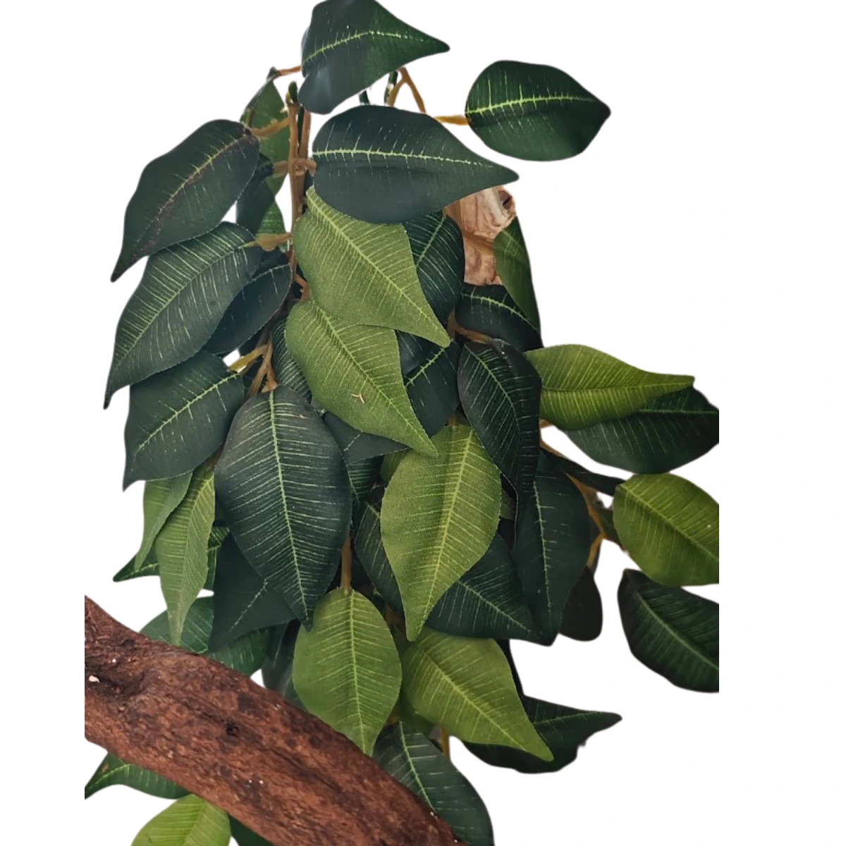 Roślina Ficus EXO TERRA