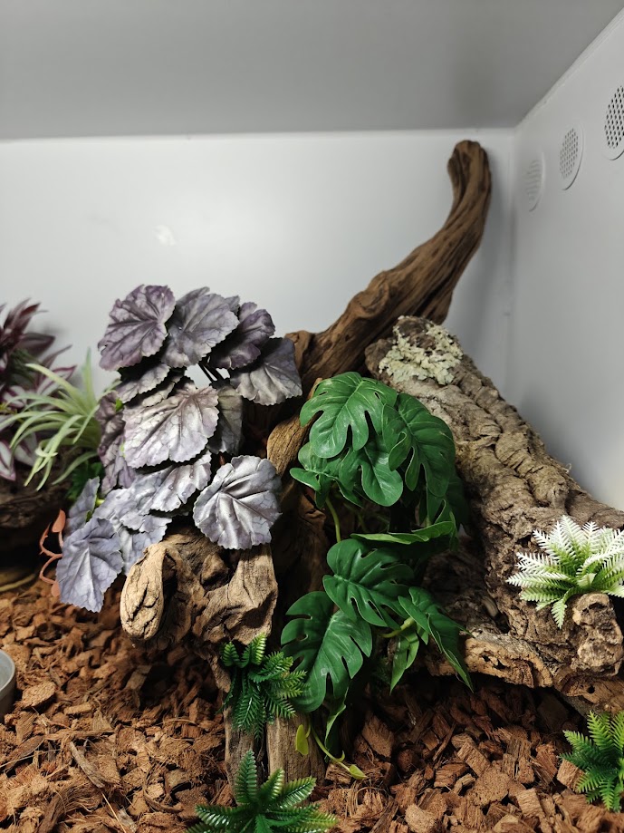 Aranżacja sztucznych roślin w terrarium Gekonowa Pasja